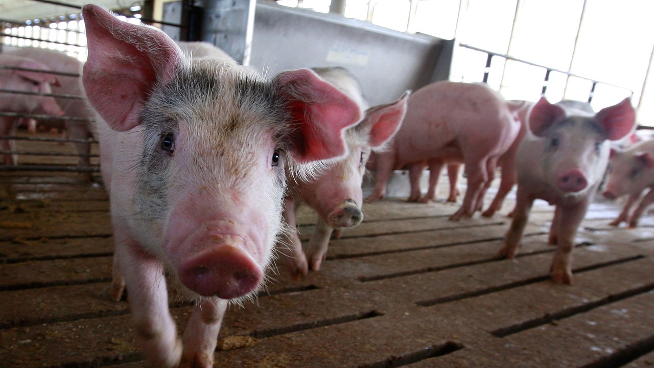 У Верхній Сироватці виявили африканську чуму свиней