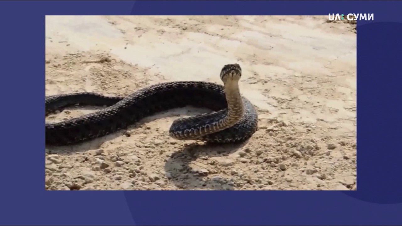  На Сумщині є 38 доз сироватки у разі укусу змії