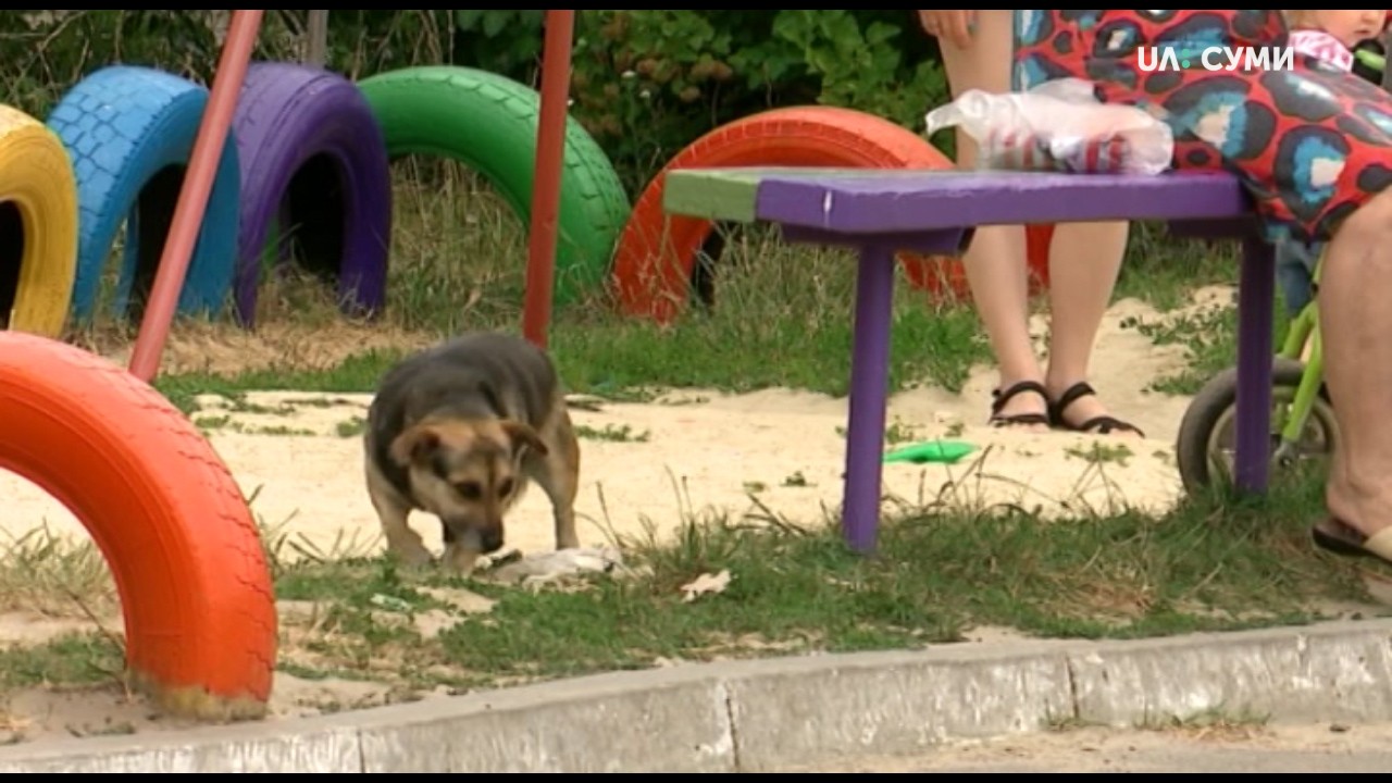 На Сумщині шукають приміщення для притулку собак