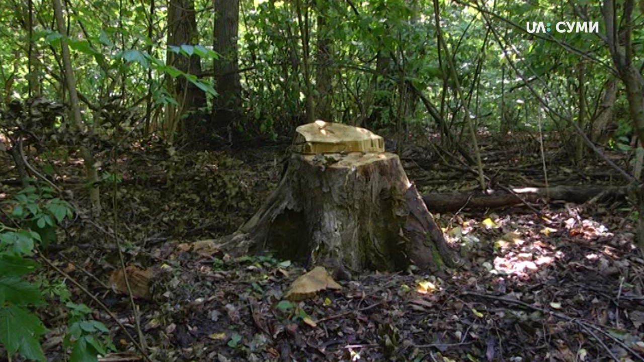 У селі Нижнє Піщане Сумського району позапланово перевірять законність вирубки лісу